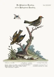 Le Roitelet à couronne dorée et le Roitelet à couronne rubis, 1749-73